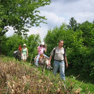 Balade avec les anes en Sud Bourgogne