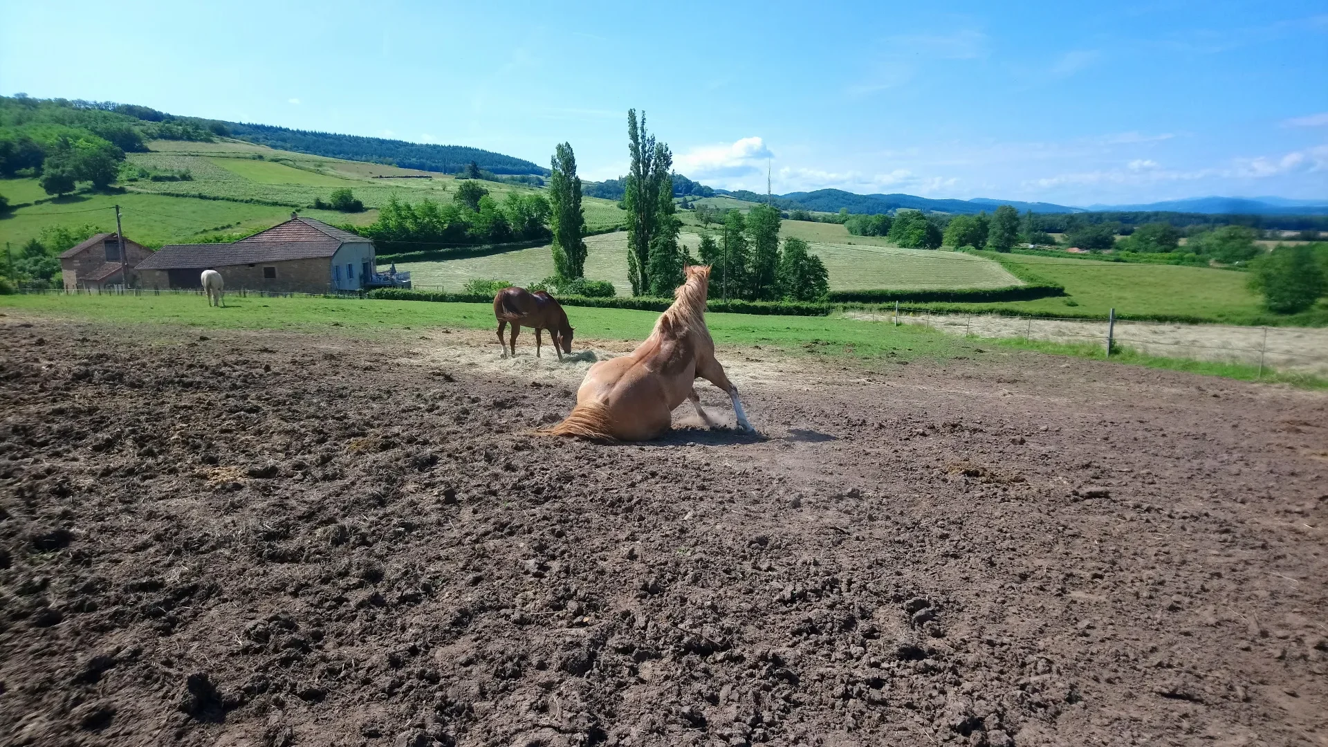 Le cheval en clunisois Sud Bourgogne