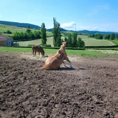 Le cheval en clunisois Sud Bourgogne