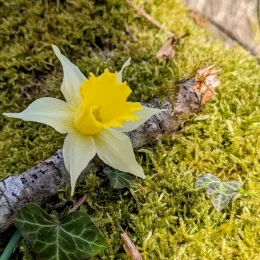 La fête des jonquilles